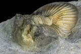 Scabriscutellum Trilobite - Multi-Toned Shell #105355-3